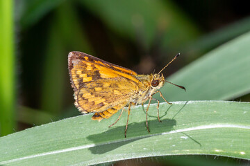 An Orange Skipper Butterfly Perched on a Green Lead