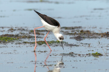 Black and White Shorebird Wading in Wetland - Pied Stilt (Himantopus leucocephalus)