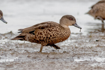 Female Chestnut Teal Wading with Plumage Detail Visible (Anas castanea)
