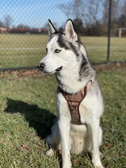 siberian husky dog