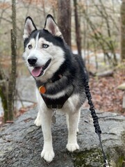 siberian husky dog