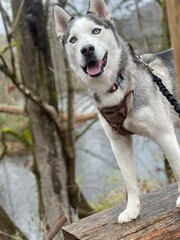 siberian husky dog