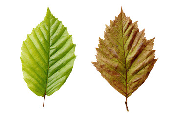 Fototapeta premium 3D Render two leaves of a tree are shown on a white background