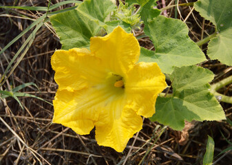 beautiful yellow flower pumpkin in garden, close up