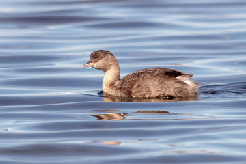 Water bird (Hoary-headed Grebe) Swimming on Calm Water