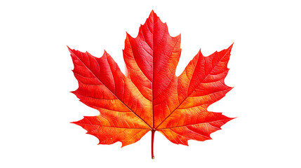 Red And Orange Leaf Image On Transparent Background