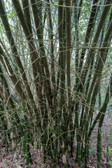 Close-up of a dense bamboo grove with tall green stalks and fine branches. The image captures the...