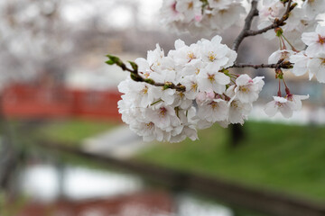 cherry blossoms