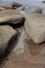 Pink among the rocks