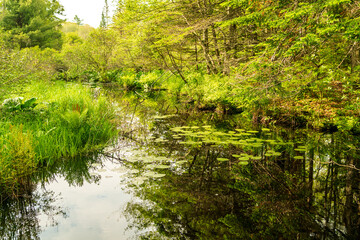 Plummer Nature Preserve in Walpole, Maine