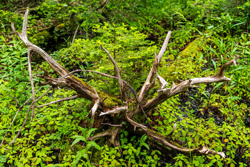 Plummer Nature Preserve in Walpole, Maine