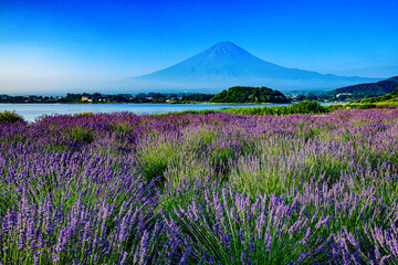 河口湖から富士山とラベンダー