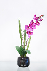 Elegant Pink Orchid in Black Ceramic Pot