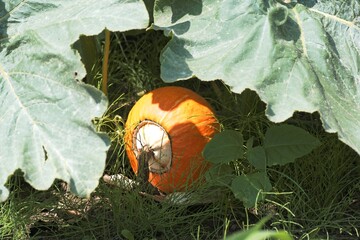 畑のカボチャ