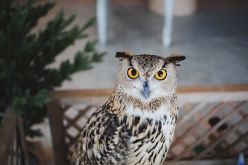 Eagle Owl with golden eyes is Beautiful