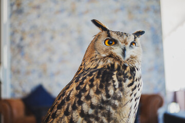 Eagle Owl with golden eyes is Beautiful