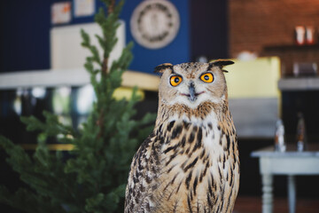 Eagle Owl with golden eyes is Beautiful