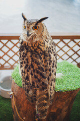 Eagle Owl with golden eyes is Beautiful