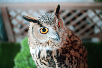 Eagle Owl with golden eyes is Beautiful