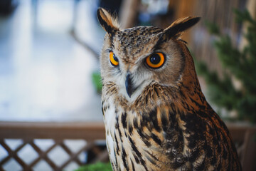Eagle Owl with golden eyes is Beautiful