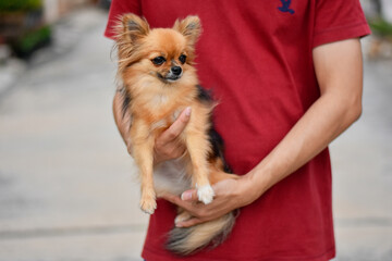 Portrait of man holding chihuahua pet outdoors.
