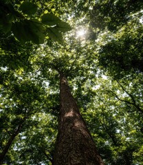 Fototapeta premium Sunlight filtering through a dense forest canopy