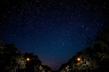 Naklejka premium Starry night sky above tree-lined avenue with streetlights