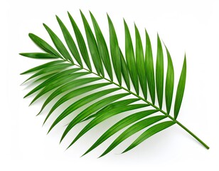 Green palm leaf isolated against a white backdrop