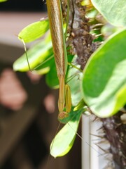 カマキリ