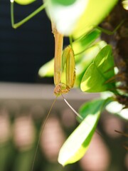 カマキリ