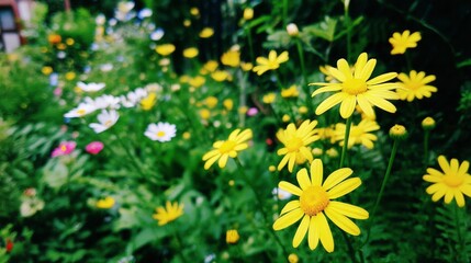 Vibrant Yellow And White Wildflowers In Lush Green Garden