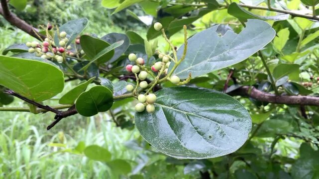 jungle fruit (Antidesma ghaesembilla) Fruits coming in the rainy season Ma-Mao, Buni or wuni fruit (Antidesma bunius) is a very small and colorful fruit