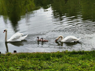 A beautiful swan family with two small cygnets swimming together in a tranquil pond. Two adult white swans with their babies in the water. © SimpleDesignStudio