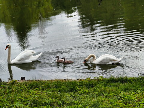 A beautiful swan family with two small cygnets swimming together in a tranquil pond. Two adult white swans with their babies in the water.