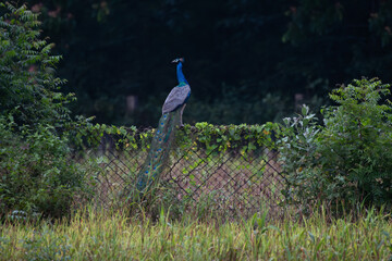 A beautiful Indian peacock perched on a wire fence covered in climbing vines and surrounded by wild...
