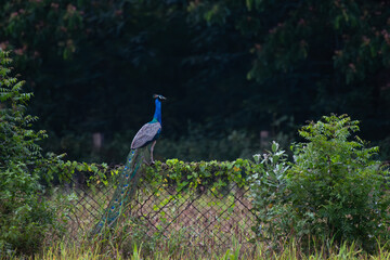A beautiful Indian peacock perched on a wire fence covered in climbing vines and surrounded by wild...