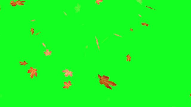 autumn maple leaves fall green screen, Autumnal maple leaves rotation background.
autumn leaves. Small leaves fall off. Falling autumn leaves backgrounds, Falling autumn maple leaves realistic.
