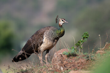 A female Indian peafowl stands elegantly on a rock amidst wild vegetation. The background is softly blurred with lush green.