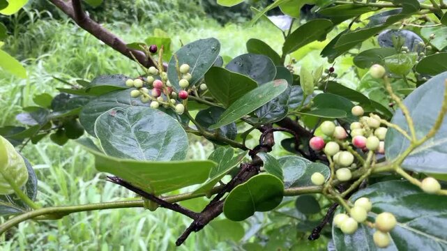 jungle fruit (Antidesma ghaesembilla) Fruits coming in the rainy season Ma-Mao, Buni or wuni fruit (Antidesma bunius) is a very small and colorful fruit
