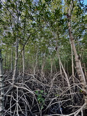 Tangled roots of a mangrove forest. A dense thicket of trees with complex prop root systems in a...