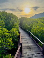Wooden boardwalk path leading through a lush green mangrove forest. Scenic nature trail bridge with...