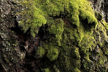 木と苔のテクスチャ