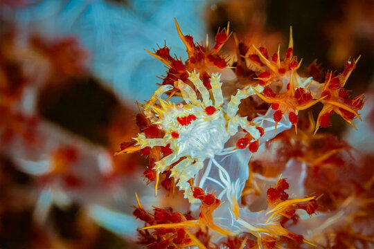 Candy Crab Camouflaged on Soft Coral
