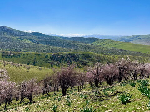 Vibrant green hills and blossoming trees in a mountain valley. Scenic spring landscape with snow-capped peaks and terraced slopes under a clear blue sky.