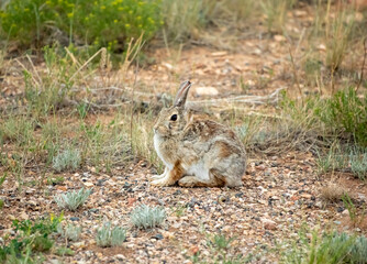 Young rabbit in Wyoming prairie during summer