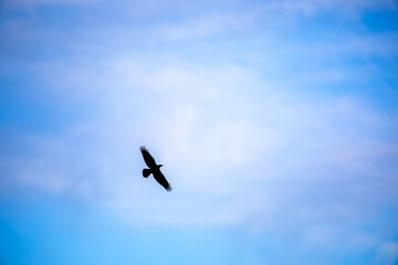 Raven flying in open Wyoming sky in summer