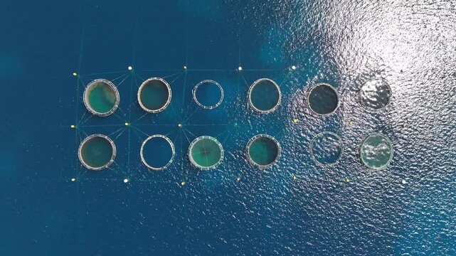 Symmetrical Marine Fish Farming Structures Floating in Clear Water