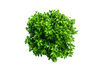 3D Render a top view of a bush with green leaves