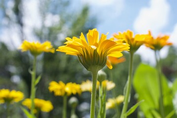 closeup of yellow flowers in a garden