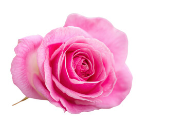 3D Render a pink rose is shown on a white background